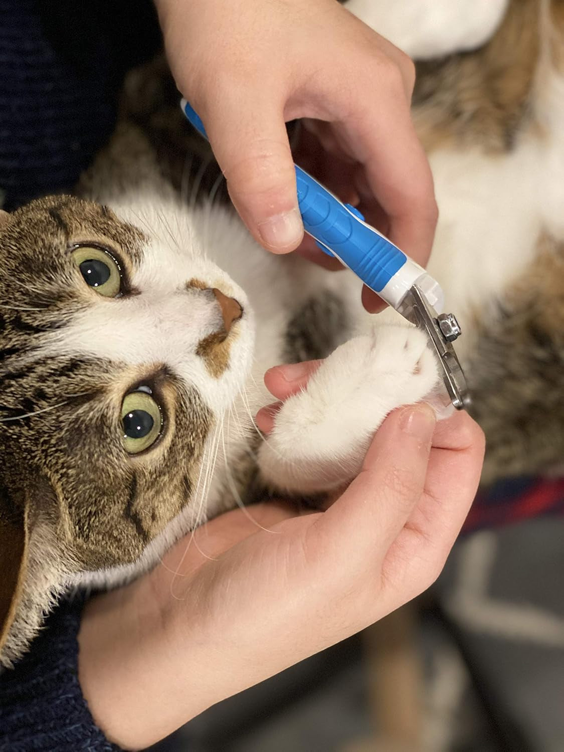 Scamper Pets Dog Nail Clippers, Nail Clipper for Dogs, Cat Nail Clippers with Pet Safety Lock (Medium)