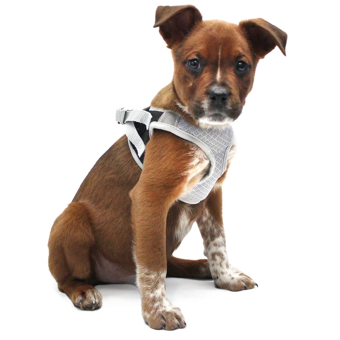 Dog Harness, Black, (XS)